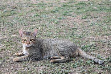 The cat at home was lying on the green floor looking at the camera.