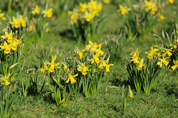 Obraz premium Closeup of of yellow blooming flowers in spring (narcissus pseudonarcissus) on grass meadow - germany