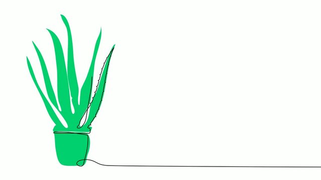 animated home aloe in flower pot in one continuous line. Houseplants, succulents of Mexican desert. Vector. Looped sports video