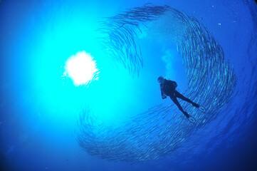 魚のトルネードの中のダイバー