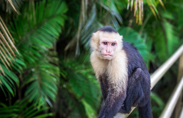 White-faced Capuchin - Cebus capucinus, beautiful bronw white faces primate, monkey from Costa Rica forest. in Manuel Antonio park. Central America..