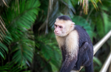 White-faced Capuchin - Cebus capucinus, beautiful bronw white faces primate, monkey from Costa Rica forest. in Manuel Antonio park. Central America..