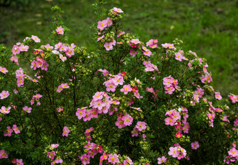 Nature flower background. Shrubby cinquefoil pink flowers. The wild rose Bush. Close up. - obrazy, fototapety, plakaty