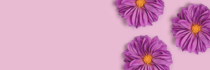 Banner with frame made of dahlia flowers on a purple background. Creative floral composition with copyspace.