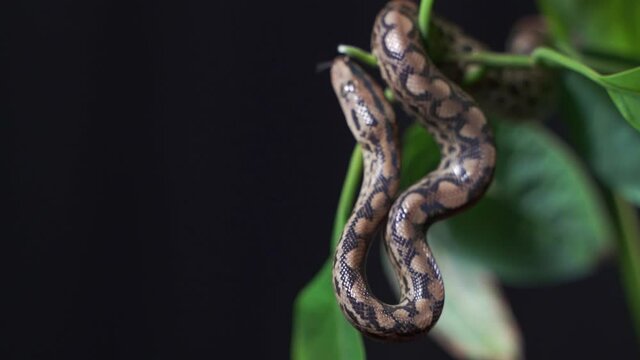 The Python quickly crawls along the branches of trees in search of prey.