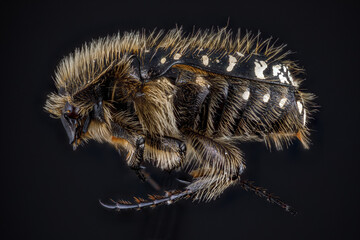 Cétoine grise "INSECTA  Coleoptera  Scarabaeidae  Oxythyrea funesta" en focus stacking