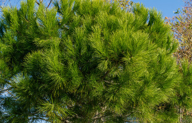 Close-up of long green needles Italian Stone pine (Pinus pinea), umbrella or parasol pine on Olympic Embankment in Sirius. New village in Imereti lowland near famous resort town Sochi.