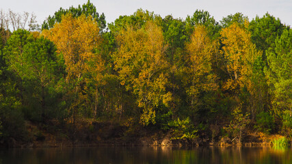 Belles rangées d'arbres se parant des couleurs de l'automne