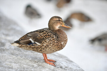 beautiful bird by the river