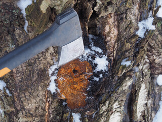 Hand with an axe cuts a black chaga mushroom on a birch tree in winter. Useful plant inonotus obliquus for use in medicine, homeopathy and the preparation of various medicaments