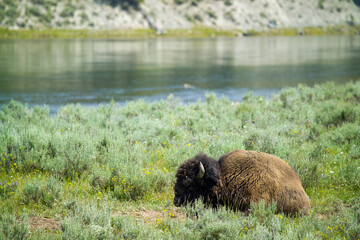 Yellowstone National Park, WY - Oct. 8, 2018 - Bison along the Firehole River at Yellowstone.