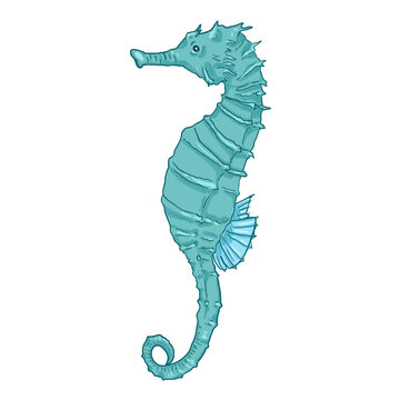 Cartoon Seahorse Vector Illustration