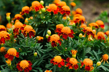 Marigolds. Flowering shrubs of garden plants with strong-smelling orange flowers.