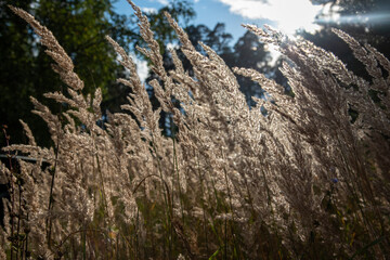 dry ears of grass and sky