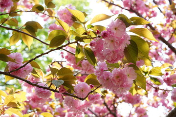 八重桜

