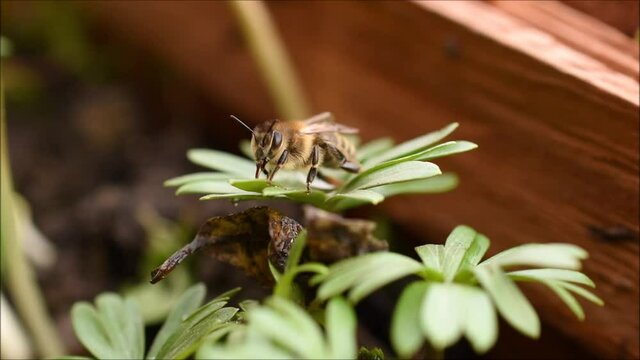 Biene trinkt auf Blatt im Frühling