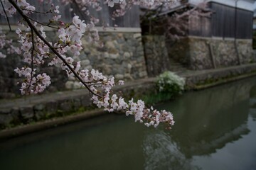 八幡堀と桜