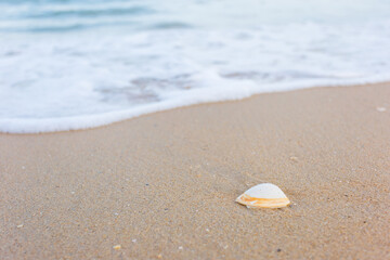Shell is on the sand while seawater swash on sand as a natural background and sea view theme.