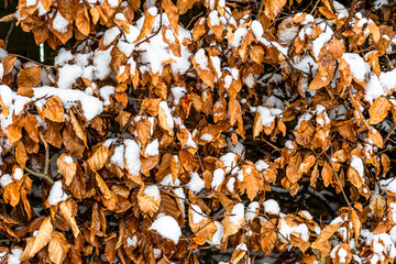 Danish Winter Forest in the Snow