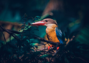Stork billed king fisher perched on bush branch, relaxed and watchful awareness at the same time. close up bird portraiture.