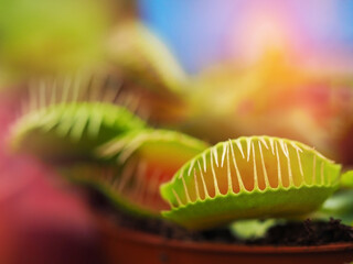 Predatory plant Venus flycatcher Dionea close-up macro photography macrophotography abstract horizontal image soft selective focus blurred background free space for text gardening botanist © Laptinoff Juliette