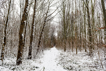 Danish Winter Forest in the Snow