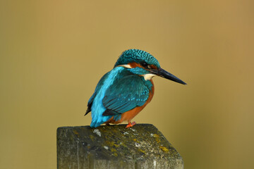 Kingfisher bird perched on the branch.