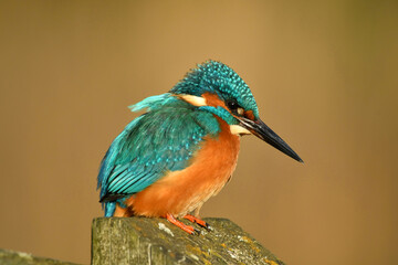 Kingfisher bird perched on the branch.