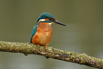 Kingfisher bird perched on the branch.