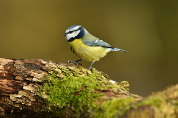 Blue tit perched on the wood.