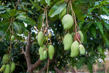 Mango fruit that is both good and bad