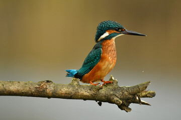 Kingfisher bird perched on the branch.