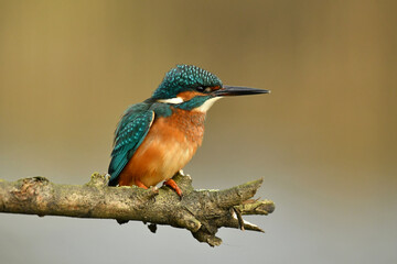 Kingfisher bird perched on the branch.