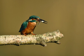 Kingfisher bird perched on the branch.