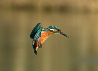Kingfisher bird hunting and flying over the river.