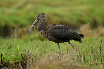 Glossy ibis adult bird breeding on the grass.
