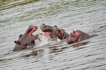 Hippopotamus, Hippopotamus amphibius, Kruger National Park, South Africa, Africa