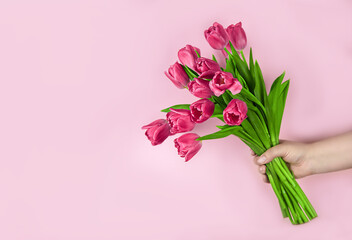 Pink tulips flowers in hand on a pink background. Concept - congratulations on international women's day, birthday, just a pleasant surprise, spring flowers