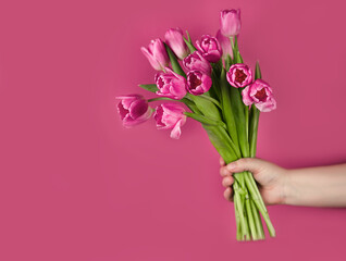 Pink tulips flowers in hand on a pink background. Concept - congratulations on international women's day, birthday, just a pleasant surprise, spring flowers
