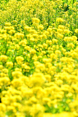 菜の花畑