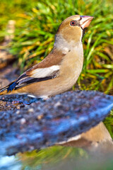Hawfinch, Coccothraustes coccothraustes, Forest Pond, Spanish Forest, Castile and Leon, Spain, Europe