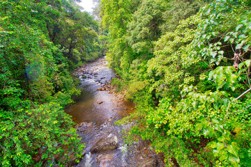 Tropical Rainforest River, Sinharaja National Park Rain Forest, Sinharaja Forest Reserve, World Heritage Site, UNESCO, Biosphere Reserve, National Wilderness Area, Sri Lanka, Asia