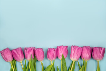 Pink tulips flowers on a blue background. Concept - congratulations on international women's day, birthday, happy mom's day, pleasant surprise, spring, spring flowers