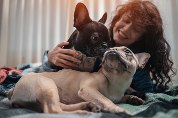 female and couple cute french bulldog dogs resting or playing on bed at home