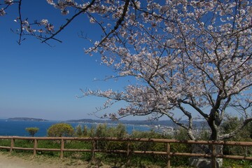 桜越しに見える世界