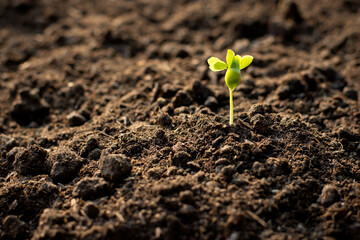 The seedlings are growing from fertile soil.