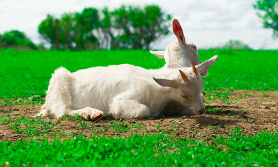 two white goats lie on the grass