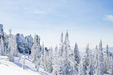 snow-covered trees in winter landscape