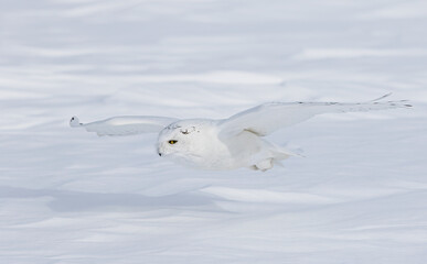 Snowy owl male hunting over a snow covered field in winter in Canada