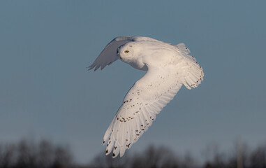 Snowy owl male hunting over a snow covered field in winter in Canada